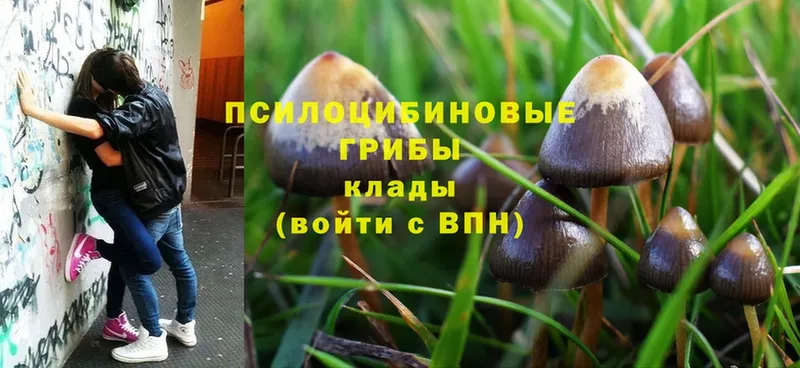 Галлюциногенные грибы Cubensis  Заполярный 